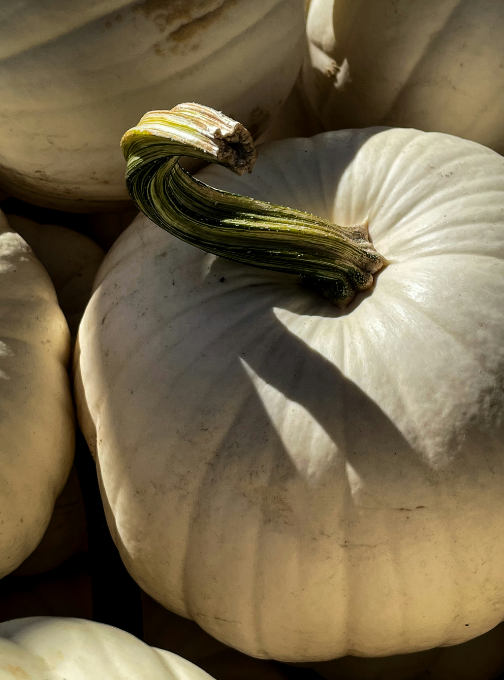 Aromatic White Pumpkin 21 oz scented candle