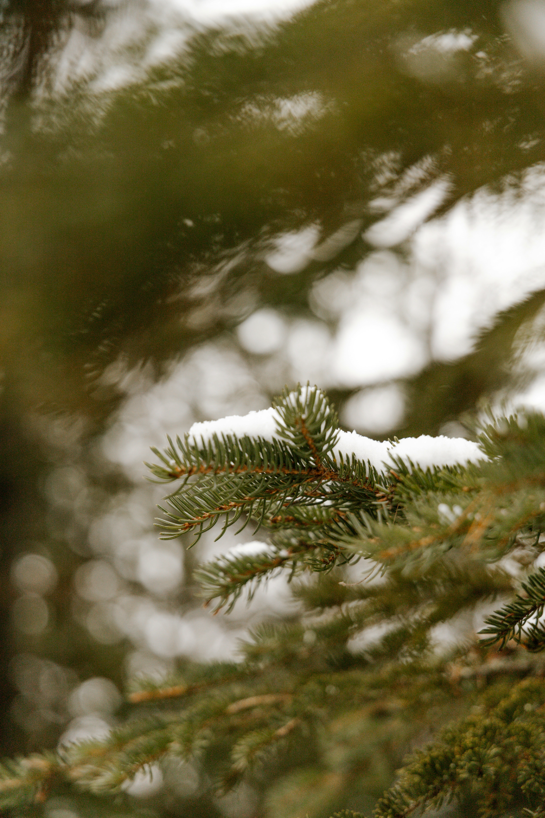 Aromatic Pine & Sage 12 oz scented candle