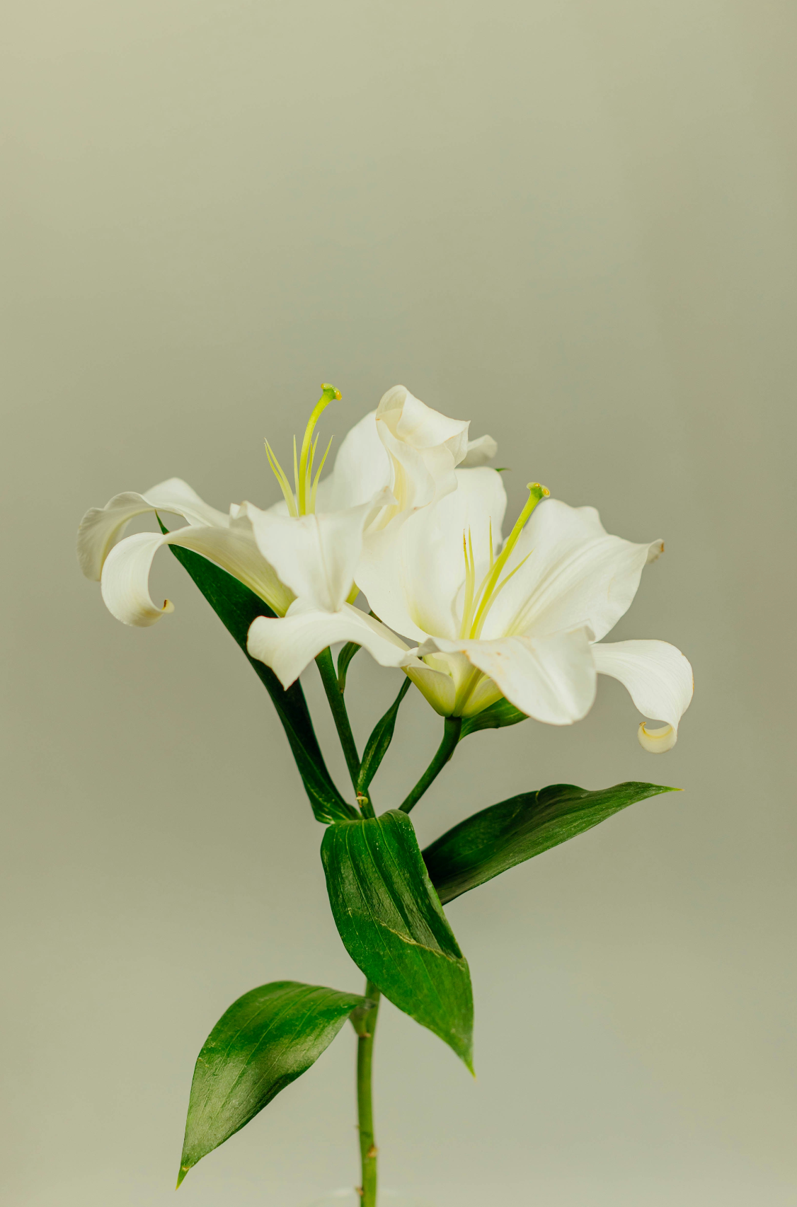 Aromatic Gardenia 12 oz scented candle