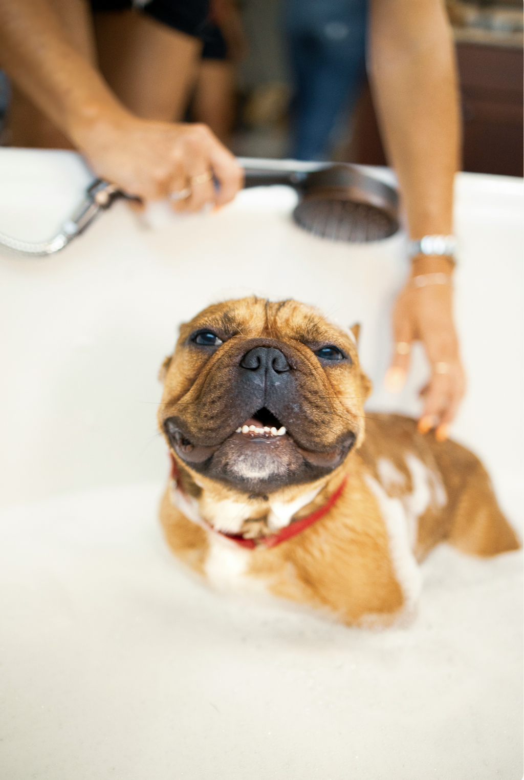 Elegant Sand + Paws Pet Shampoo & Conditioner - Oatmeal & Aloe