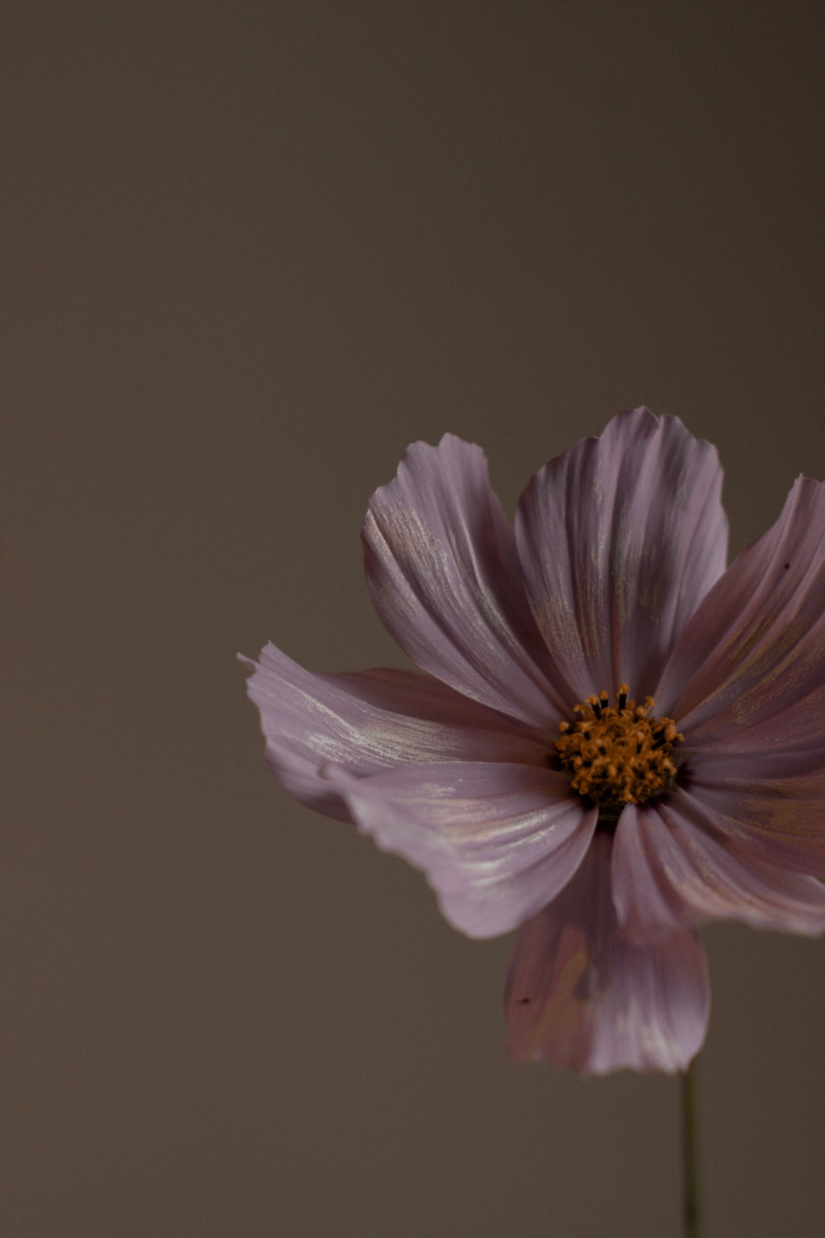 Natural Violet Sandalwood Body Lotion